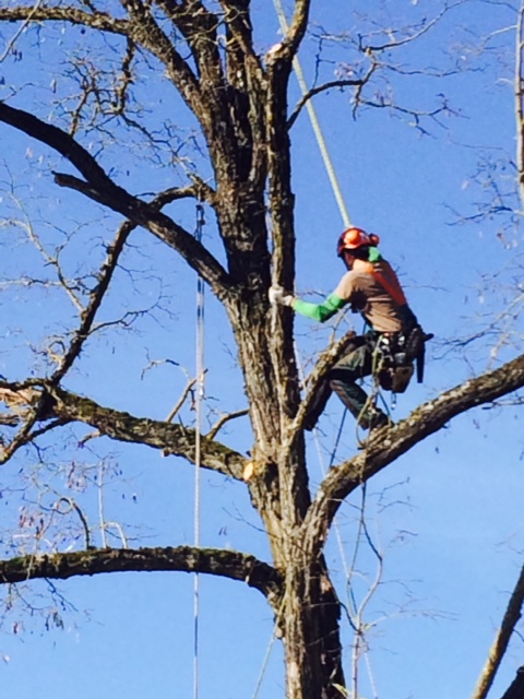 Operatore in chioma con tecnica tree climbing